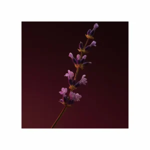 Boss The Scent Elixir for him Parfum Intense - Image 2