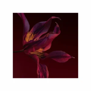 Boss The Scent Elixir for her Parfum Intense - Image 6