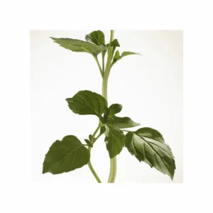 Burberry Goddess Eau de Parfum Intense - Image 6