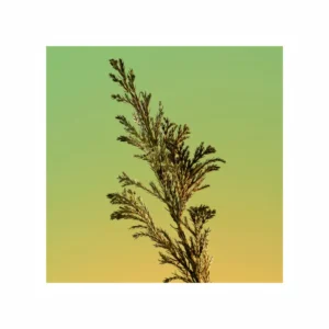 Eternity For Men Eau de Parfum - Image 5