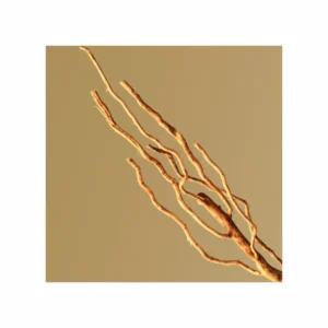 Boss Bottled Eau de Parfum - Image 3