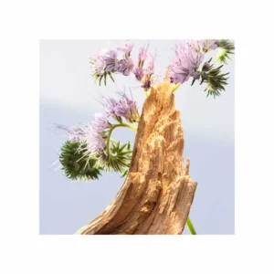 Bvlgari Omnia Amethyste Eau de Toilette - Image 4