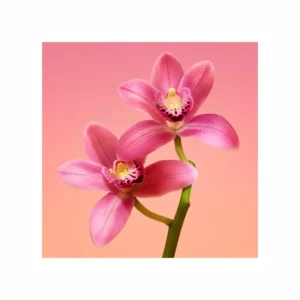 Euphoria Eau de Parfum - Image 3